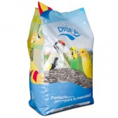 Pipas irregui disfa