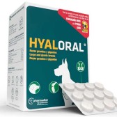 Hyaloral raças grandes e gigantes