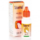 Tabernil muda