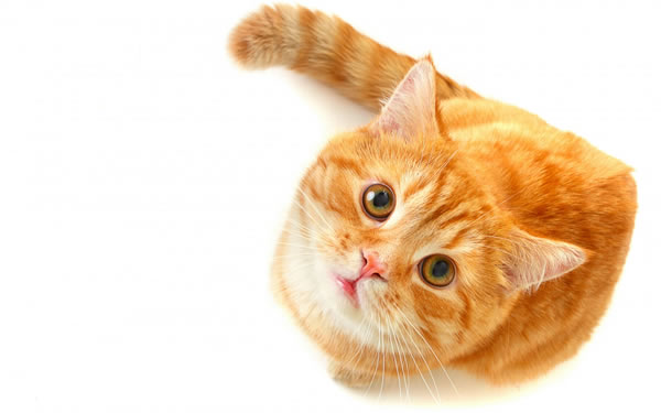 Gatinho Gato Orijen think barato Pienso barato Orijen Kitten Cat