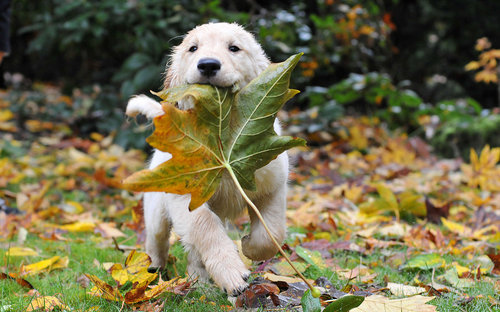 <span class= Pienso barato Taste of the Wild High Prairie Puppy