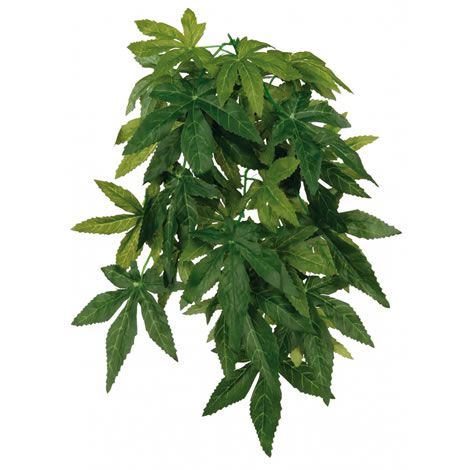 Planta de seda de abutilon de suspensão 30cm